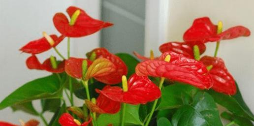 盆栽火鹤花怎么养才好（花卉火鹤的养殖技巧）