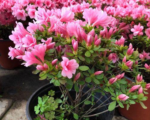 杜鹃花冬季可以放室内吗（杜鹃花冬季种植方法讲解）