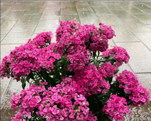石竹花种类和图片大全（了解石竹花的品种与图片）