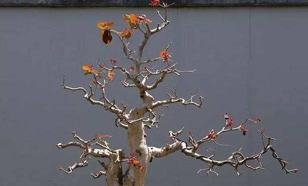 黄杨盆景如何养殖（黄杨盆景的养护与管理）