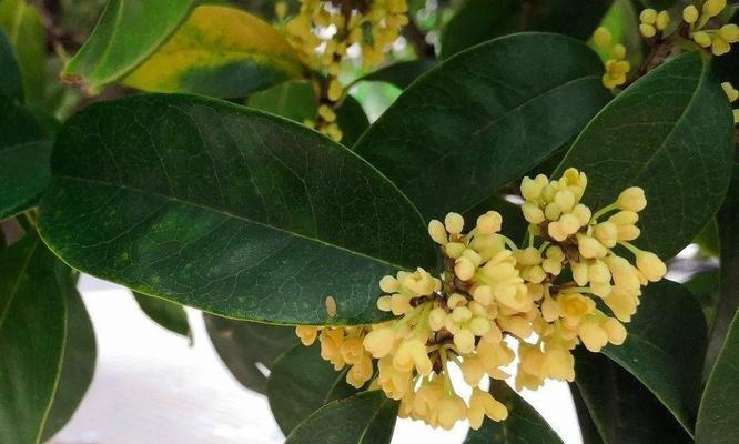 桂花分为几个品种（常见桂花种类介绍）