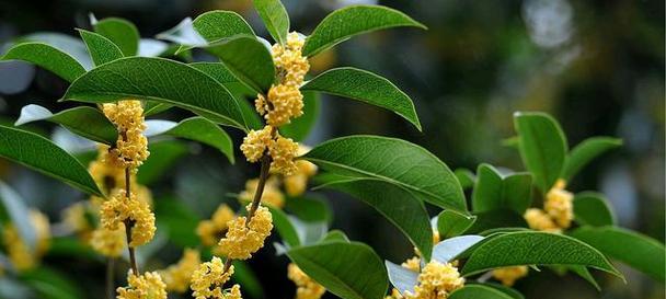 桂花分为几个品种（常见桂花种类介绍）