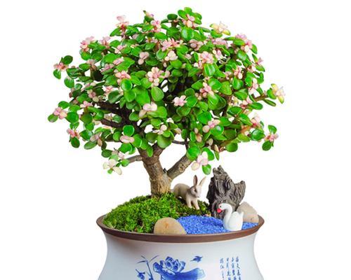什么小盆景好养活又好看（家里好养的盆景介绍）