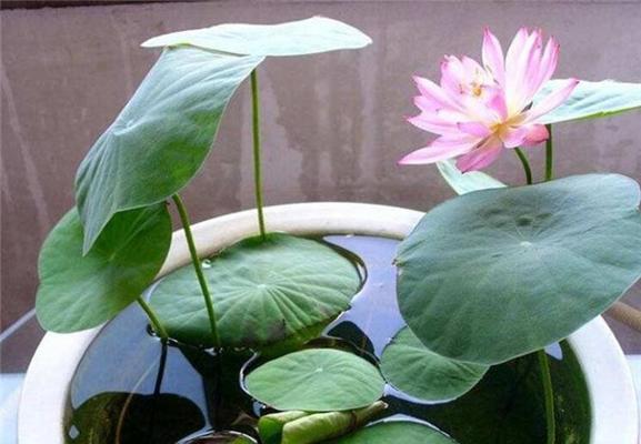 睡莲盆栽是水养还是土养（有关睡莲的养护知识）