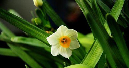 水仙花的知识资料（养护水仙花的技巧）