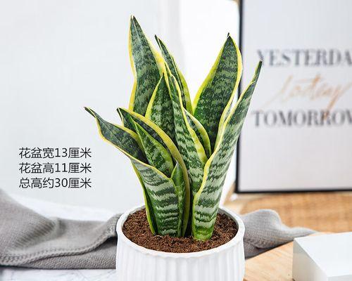 金边虎皮兰的养殖方法（打造绿意盎然的家居花园）
