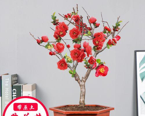四季海棠什么时候开花（关于海棠花花期简介）