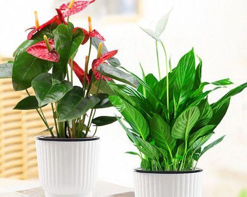 植物一帆风顺怎么养活（详解一帆风顺正确养护技巧）
