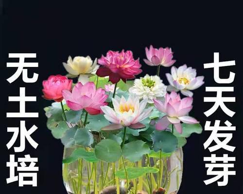 水芙蓉怎么养才好（水芙蓉的养护小妙招）