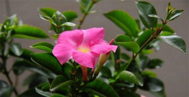 飘香藤什么时候开花（关于飘香藤花期简介）