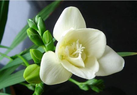 小苍兰怎么种植（小苍兰的栽培技术要点）