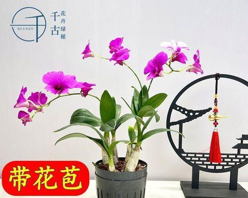 石斛怎么盆栽（盆栽石斛的栽培与养护）