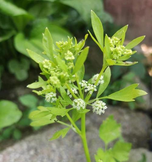 芹菜如何催芽种植（芹菜的种植方法步骤）