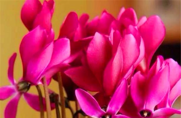 仙客来花种子什么时候播种（仙客来花播种时间和方法）