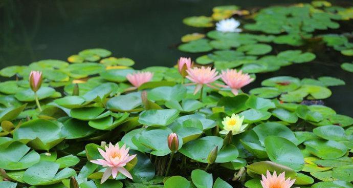 什么植物可以在水里生长（比较耐养的水生植物）
