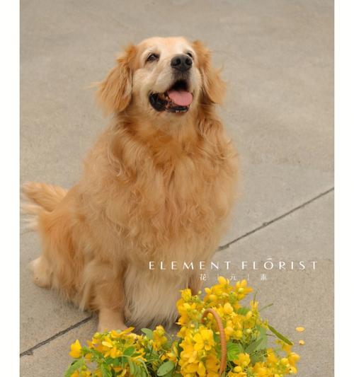 金毛犬训练科目有哪些（金毛犬训练方法步骤）