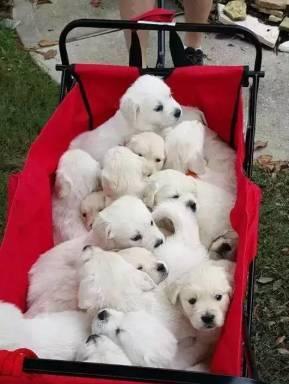 金毛犬训练科目有哪些（金毛犬训练方法步骤）