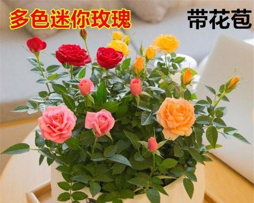 种植玫瑰花用什么土壤（玫瑰花种植方法和时间）