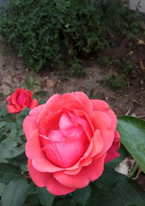 种植玫瑰花用什么土壤（玫瑰花种植方法和时间）