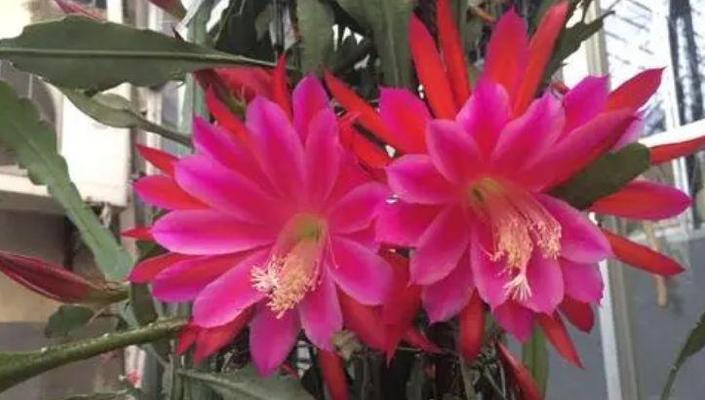 令箭荷花如何修剪（令箭荷花修剪方法图解）