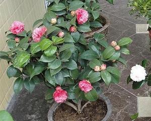 茶花如何养殖（养茶花的技巧与方法）