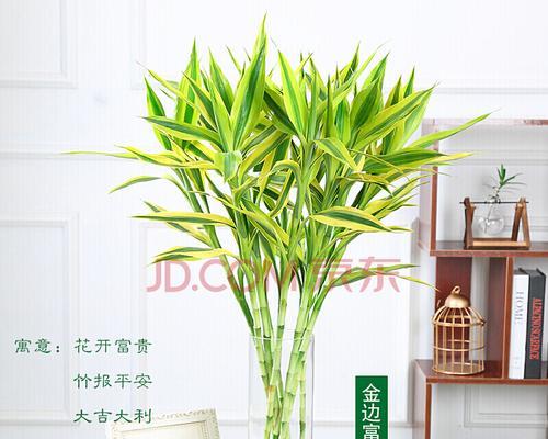 金边富贵竹怎么养（富贵竹养护小窍门）