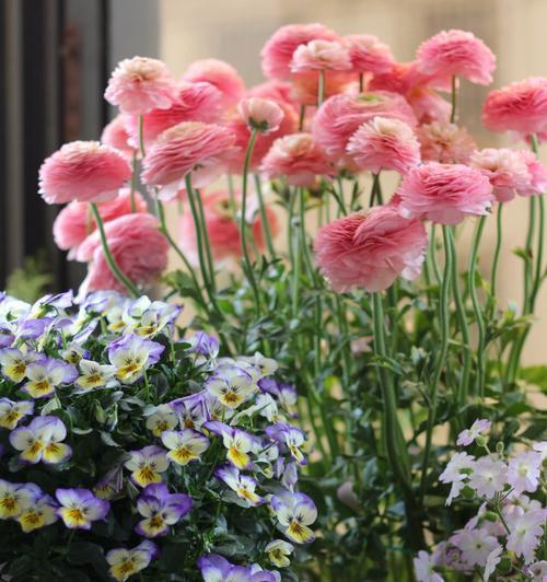 花毛樱什么时候种（花毛樱树的种植方法和时间）