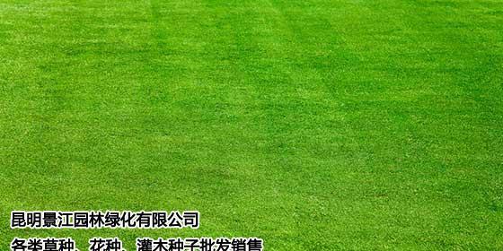 高羊茅草种怎么种（草籽种植方法和时间）