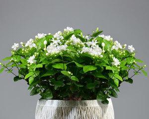 怎么养好茉莉花盆栽（养茉莉花的注意事项）