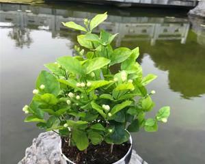 怎么养好茉莉花盆栽（养茉莉花的注意事项）