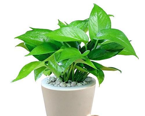 适合放办公室的植物有哪些（放办公室绿植推荐）