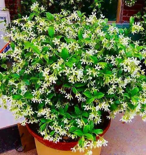 茉莉花不开花怎么回事（教你茉莉花催花技巧）