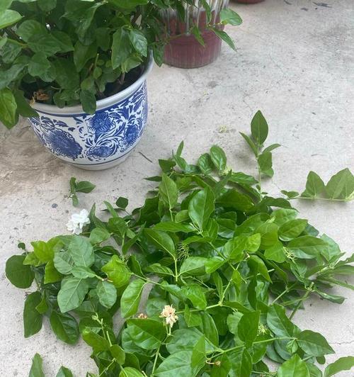 茉莉花不开花怎么回事（教你茉莉花催花技巧）