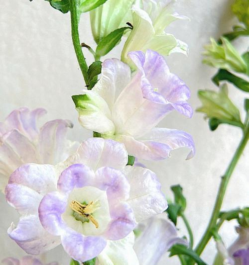 重瓣风铃花怎么养（风铃花的养殖方法和注意事项）