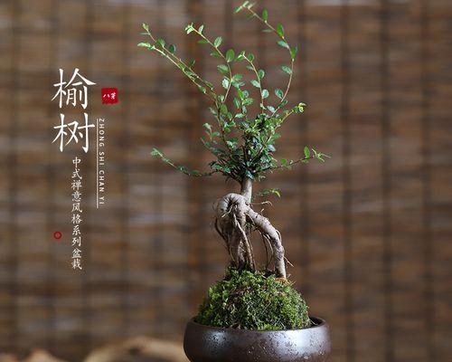 榆树叶子发黄怎么办（有关榆树黄叶原因及解决方法）