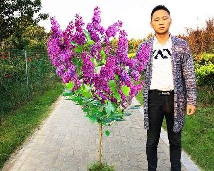 丁香花是什么季节开放的（有关丁香花花期简介）