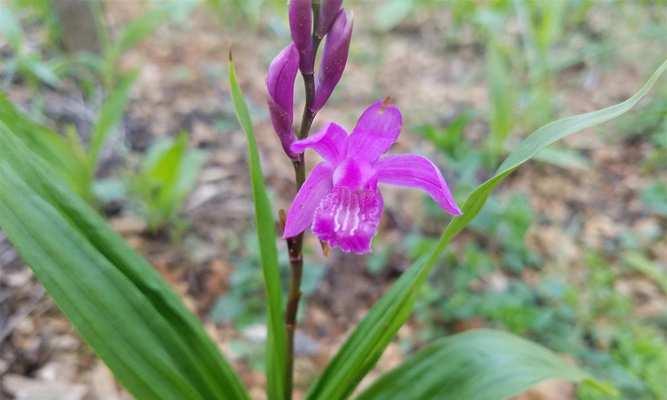 白兰花种植前景怎样（白兰花养殖方法讲解）