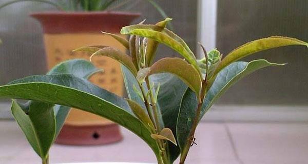 桂花树怎么嫁接（桂花树的嫁接时间与方法）