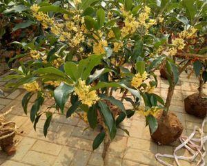 桂花树怎么嫁接（桂花树的嫁接时间与方法）