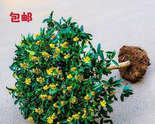 桂花树怎么嫁接（桂花树的嫁接时间与方法）
