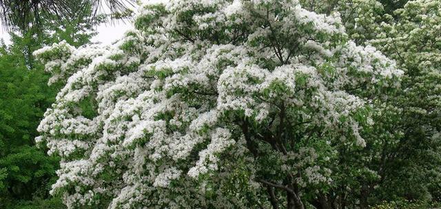 流苏种子什么时候催芽（流苏种子种植方法和时间）