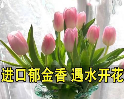 郁金香怎么养殖（郁金香种植时间和方法）
