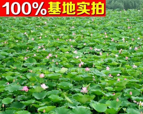 荷花苗怎么栽种（有关荷花的栽培技术）