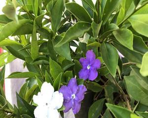 双色茉莉的花期有多长（描述双色茉莉的开花时间）