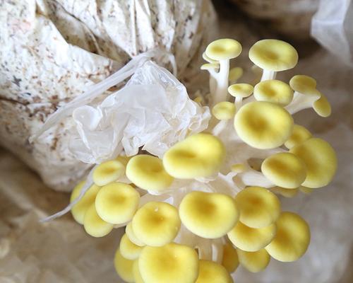 菌菇怎么种植（食用菌种植技术与管理）