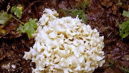 菌菇怎么种植（食用菌种植技术与管理）