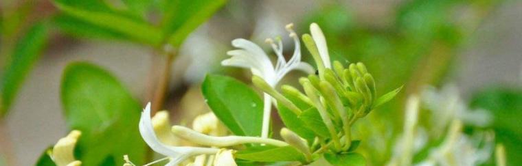 金银花移栽怎么修剪（金银花种植技术要点）