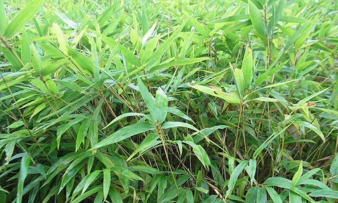 毛竹笋如何种植（毛竹笋的种植技术）