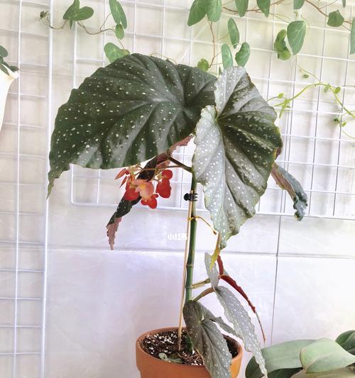 竹节秋海棠怎么修剪（盆栽竹节秋海棠的修剪教程）