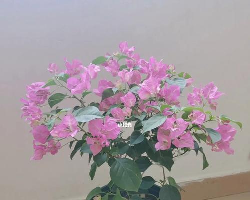 三角梅怎么修剪才爆盆（分享三角梅修剪技巧）